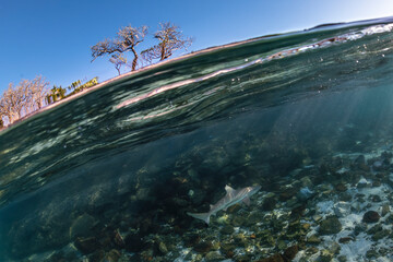 Wall Mural - Blacktip Reef Shark, Heron Island Australia