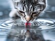 © LazysAI - A close-up shot capturing a cat drinking water from a bowl. The image shows the cat's tongue lapping at the water, with ripples forming on the surface