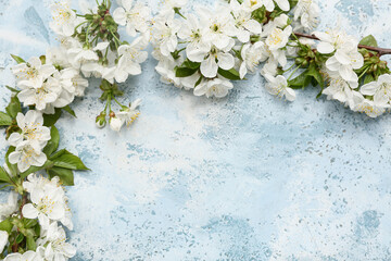 Wall Mural - Beautiful blossoming branches on light blue background