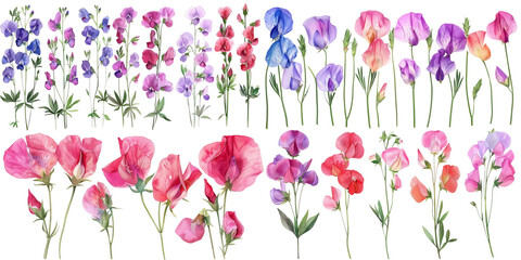 Wall Mural - Set of  Sweet Pea flower buquettes illustrations ,Watercolor collection of hand drawn flowers , Botanical plant illustration transparent background, PNG