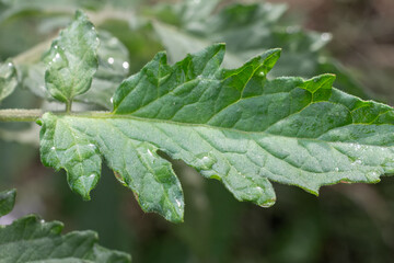 Wall Mural - Tomato leaf on a bush in the garden.