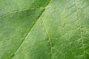 Wall Mural - Green leaf surface with natural pattern.