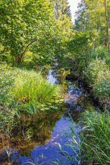 Canvas Print - Stream in a lush green deciduous forest with water reflections