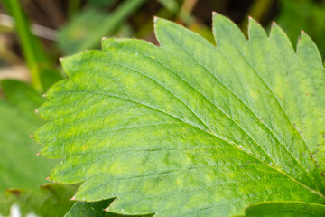 Wall Mural - Top view of a strawberry leaf growing on the garden bed.