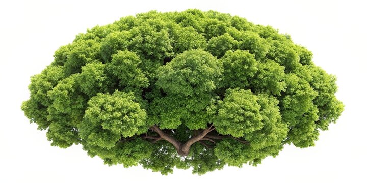 Tree top view isolated on background, , nature, trees, aerial view, forest, environment, foliage, greenery, vegetation, overhead, top down, bird's eye view, design element, isolated