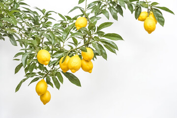 Sticker - Fresh Lemons on a Branch with Green Leaves