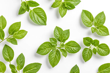 Fresh Green Basil Leaves on White Background