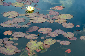 White water lilies and water lily leaves in lily pond. A green frog on a lily pad in the foreground