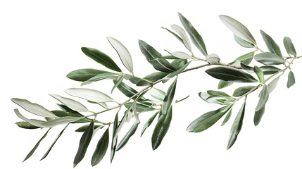 branch of a olive tree with leaves isolated on white background