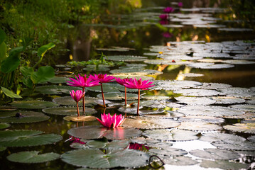 Wall Mural - Pink water lily flower in pond with morning light