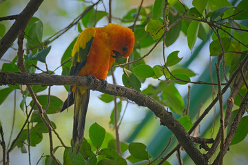 Wall Mural - red and yellow macaw