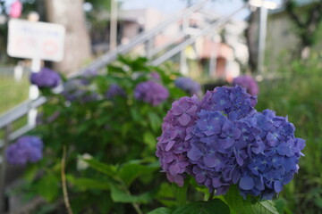 Wall Mural - いい感じの紫陽花　Nice hydrangea