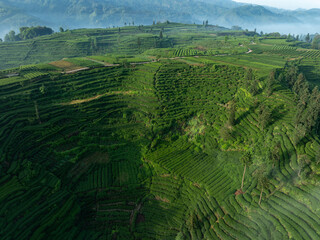 Sticker - Aerial view of tea terrace landscape in China