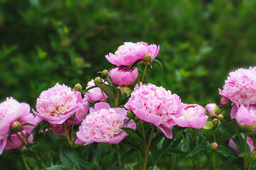 Wall Mural - peony sorbet in garden on sunny day. lat. paeonia lactiflora hybriden sorbet. big blooming pink peon