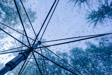 Wall Mural - Raindrops fall on clear umbrellas under a dry tree branch and heavy rain thunderstorm