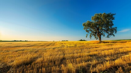 Poster - plain with a solitary oak image