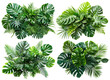 © Yeti Studio - Set of lush green tropical plants bushes (monstera, palm, rubber plant, pine and fern), cut out