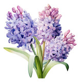 Beautiful hyacinth flower watercolor isolate transparent background.
