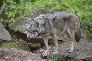  Europaescher Grauwolf in freier Natur