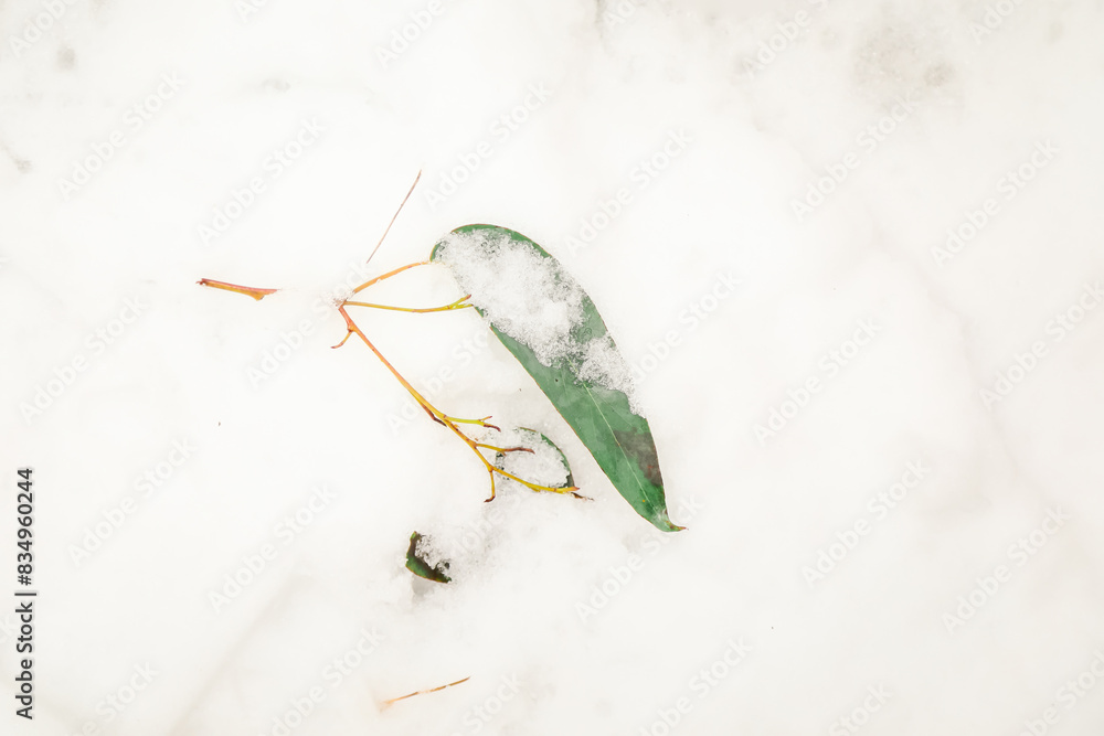 Australian eucalyptus gum leaf lying in the snow Stock Photo | Adobe Stock