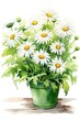 © May - Daisies watercolor in a flower pot on a white background