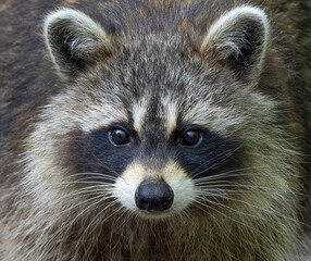 Poster - Raccoon closeup walking along a path in the woods in springtime in Canada