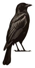 Wall Mural - PNG A crow blackbird animal wildlife