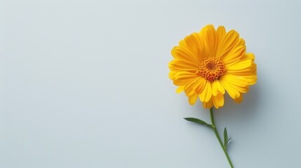 Wall Mural - White background with a marigold flower