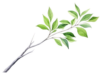 Sticker - PNG Plant herbs leaf tree