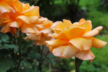 Wall Mural - Orange rose flower, beautiful flowers in the garden 