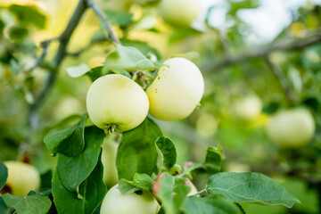 Wall Mural - Ripening apples on apple tree branch on warm summer day. Harvesting ripe fruits in an apple orchard. Growing own fruits and vegetables in a homestead.