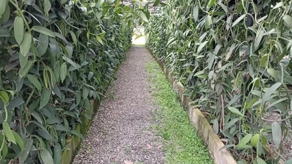 Wall Mural - vanilla plant tree growing in garden farm. Vanilla Planifolia plantation