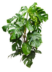 Grande plante d'intérieur monstera isolé de face sur fond transparent pour illustrations, compositions digitales, plans d'aménagement paysager, dessins d'architecture ou décoration