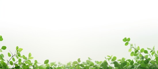 Wall Mural - a serene scene featuring numerous tiny leaves against a clear white sky, creating a peaceful atmosph