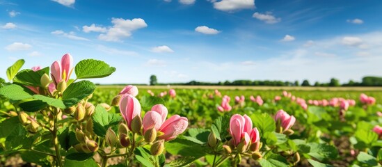 Poster - A scenic view of blooming peanut plants with a background offering empty copy space image.
