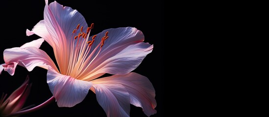 Wall Mural - Close range view of a flower with space for text or graphics. with copy space image. Place for adding text or design