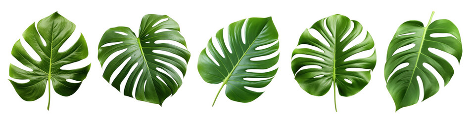 Poster - Monstera leaves png cut out element set