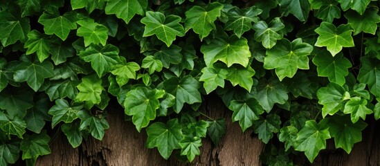 Close-up of a tree trunk with lush green ivy leaves creating a natural background, ideal for copy space image.