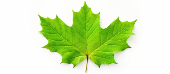 Maple leaf in green color, with copy space image on a white background.