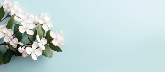 Aufkleber - An image featuring a white ornamental plant with flowers against a plain background providing space for text or graphics is known as a copy space image.