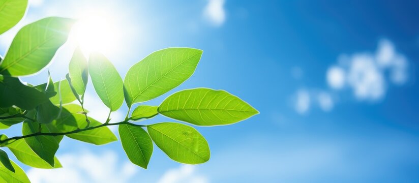 Vivid green leaf under a clear blue sky on a sunny day with a beautiful bokeh background enhancing copy space image.
