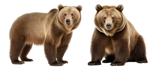 Wall Mural - Brown bear png on transparent background