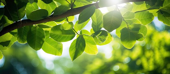 Canvas Print - Sunshine cascading through lush green fig tree leaves creates a serene copy space image.
