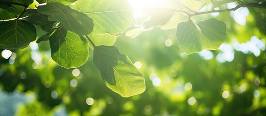Leinwandbilder - Sunshine cascading through lush green fig tree leaves creates a serene copy space image.