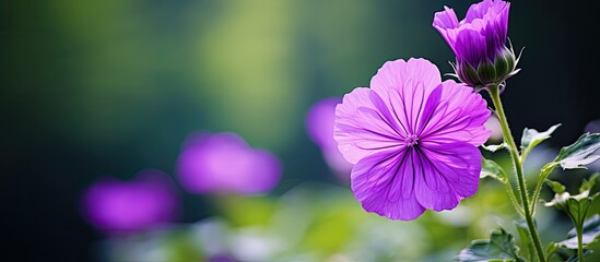 Leinwandbilder - Vivid purple flower with blurred background, ideal for copy space image.