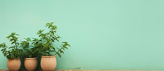 Poster - Gorgeous Mexican mint plants against a blank copy space image.