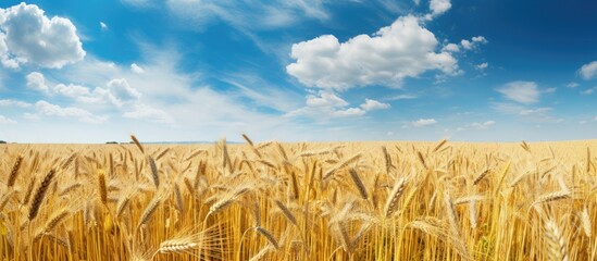 Fototapete - Field of ripe barley in a Central European agricultural landscape with space for text or images. with copy space image. Place for adding text or design