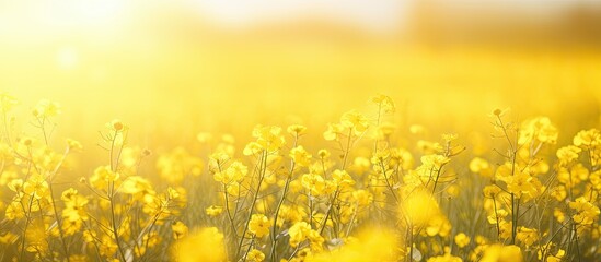 Poster - Golden yellow flowers bloom in the farm fields on a sunny, warm Sunday afternoon, creating a picturesque copy space image.