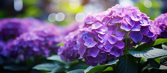 Canvas Print - purple hydrangea flowers in the garden, providing a vibrant burst of color against a backdrop of lus