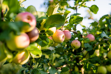 Wall Mural - Ripening apples on apple tree branch on warm summer day. Harvesting ripe fruits in an apple orchard. Growing own fruits and vegetables in a homestead.